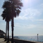 albisola_mare_palme_passeggiata