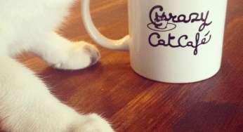 Il Crazy Cat Café sta per aprire le porte