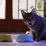IMG_9292