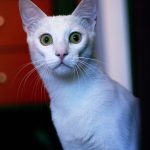 Schesir_pirscilla_leone_02