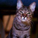 Schesir_pirscilla_leone_01