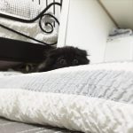 gimo_gatto_occhi_grandi_01