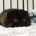 gimo_gatto_occhi_grandi_02
