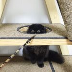 gimo_gatto_occhi_grandi_03