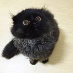 gimo_gatto_occhi_grandi_04
