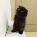 gimo_gatto_occhi_grandi_05