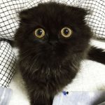 gimo_gatto_occhi_grandi_06