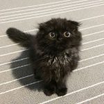 gimo_gatto_occhi_grandi_07