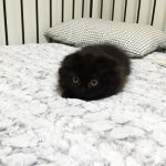 gimo_gatto_occhi_grandi_08