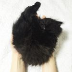 gimo_gatto_occhi_grandi_09