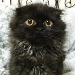 gimo_gatto_occhi_grandi_10