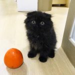 gimo_gatto_occhi_grandi_11