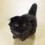gimo_gatto_occhi_grandi_12