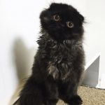 gimo_gatto_occhi_grandi_13