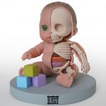 lil___custie_anatomical_model_by_freeny-d49l1pj
