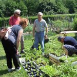 BOSCO IN CITTAdistribuzione piantine 2