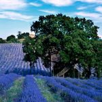 Suite_Bleue_casa_sull_albero_La Piantata_01