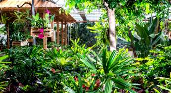 Il giardino delle meraviglie è in Alto Adige: il Mondo delle Orchidee
