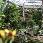 raffeiner_giardino_orchidee