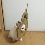 chihuahua_mametaro_travestimenti_cartone_01