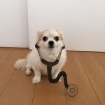 chihuahua_mametaro_travestimenti_cartone_02