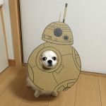 chihuahua_mametaro_travestimenti_cartone_03
