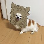 chihuahua_mametaro_travestimenti_cartone_04