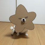 chihuahua_mametaro_travestimenti_cartone_08