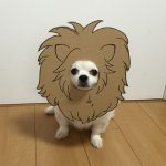 chihuahua_mametaro_travestimenti_cartone_10