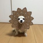 chihuahua_mametaro_travestimenti_cartone_11