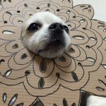 chihuahua_mametaro_travestimenti_cartone_13