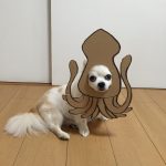 chihuahua_mametaro_travestimenti_cartone_14