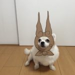 chihuahua_mametaro_travestimenti_cartone_15