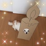 chihuahua_mametaro_travestimenti_cartone_16