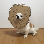 chihuahua_mametaro_travestimenti_cartone_17