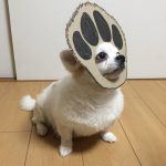 chihuahua_mametaro_travestimenti_cartone_18
