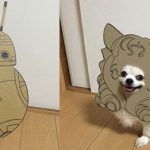 chihuahua_mametaro_travestimenti_cartone_cover