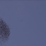 7. Armin Linke Flocking_1
