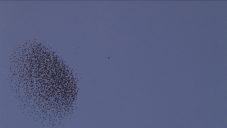 7. Armin Linke Flocking_1
