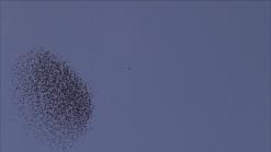 7. Armin Linke Flocking_1