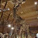 16.-Argentinosaurus