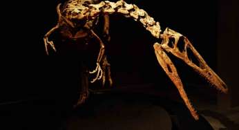 Sono arrivati i Dinosauri al MUDEC. Reperti straordinari e copie accuratissime