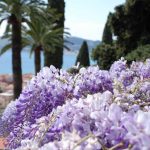 GiardinidiVilladellaPergola8_Archivio Giardini di Villa della Pergola