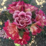 06-rosa-di-brera