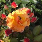 img_3451