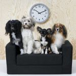 il-letto-divano-per-animali-cover