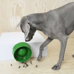 un-cane-vicino-ad-una-ciotola-verde-maxh-720