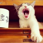 crazy-cat-cafe-2