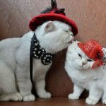 festa-del-gatto-300×225