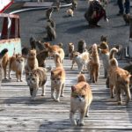 CAT HEAVEN ISLAND